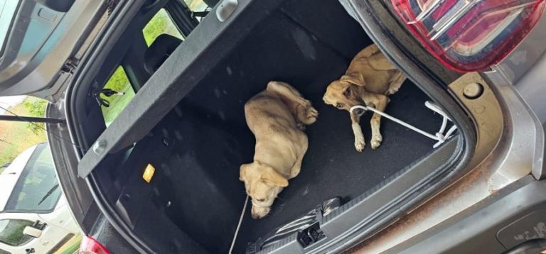 Casal é indiciado por maus-tratos após deixar cães sem comida em Paraíso do Tocantins; um dos animais morreu