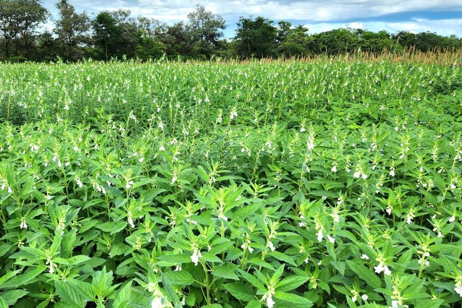 pesquisa-aponta-novas-oportunidades-para-segunda-safra-no-vale-do-araguaia